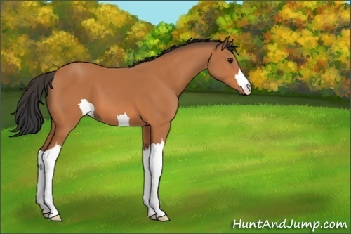 Horse Color:Unknown 