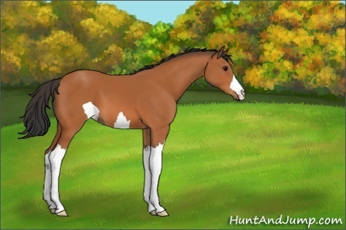 Horse Color:Unknown 
