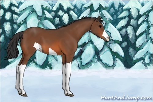 Horse Color:Unknown 