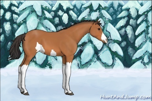 Horse Color:Unknown 