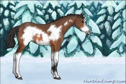 Horse Color:Unknown 