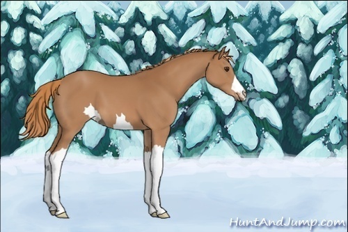 Horse Color:Unknown 