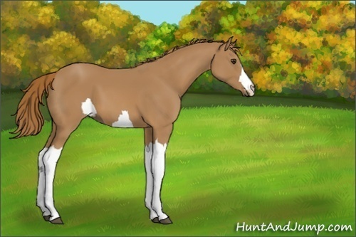 Horse Color:Unknown 