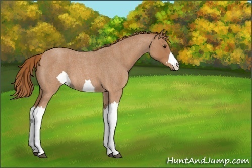 Horse Color:Unknown 