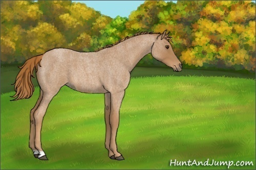 Horse Color:Unknown 