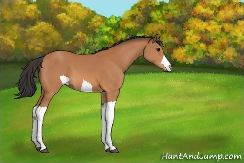 Horse Color:Unknown 