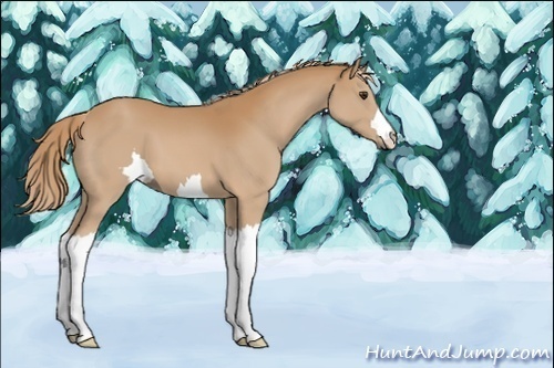 Horse Color:Unknown 