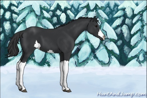 Horse Color:Unknown 