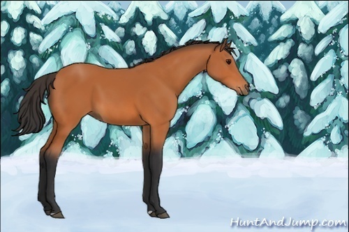 Horse Color:Unknown 
