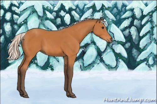 Horse Color:Unknown 