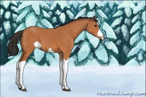 Horse Color:Unknown 