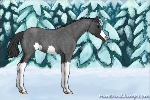 Horse Color:Unknown 