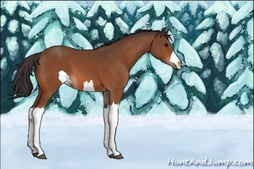 Horse Color:Unknown 