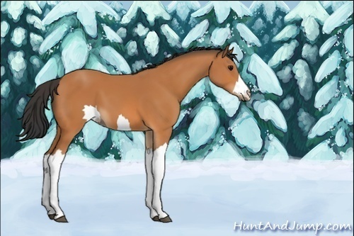 Horse Color:Unknown 