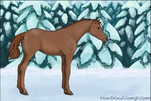 Horse Color:Unknown 