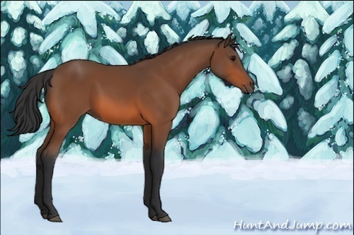 Horse Color:Unknown 
