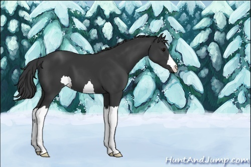 Horse Color:Unknown 