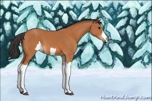 Horse Color:Unknown 