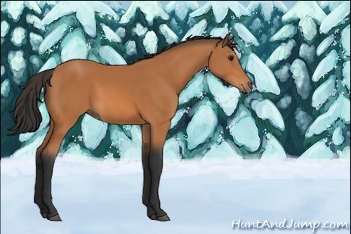 Horse Color:Unknown 