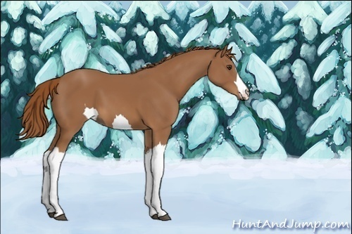 Horse Color:Unknown 