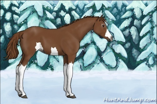 Horse Color:Unknown 
