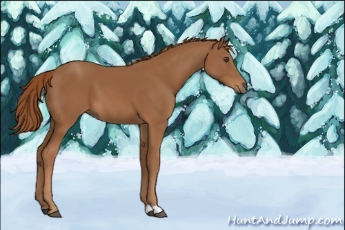 Horse Color:Unknown 