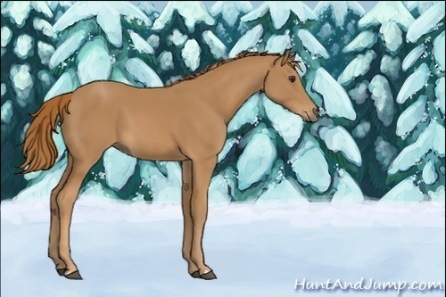 Horse Color:Unknown 