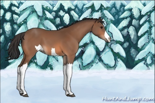 Horse Color:Unknown 