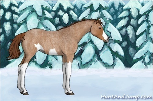 Horse Color:Unknown 