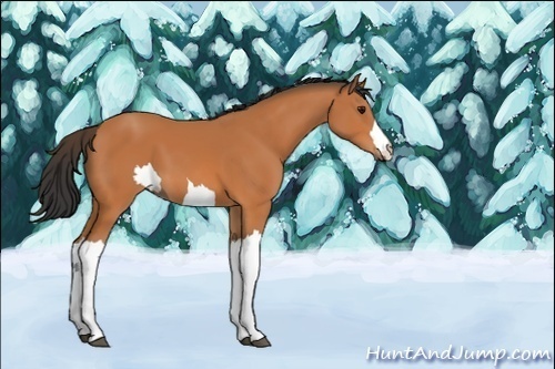 Horse Color:Unknown 