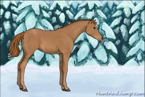 Horse Color:Unknown 