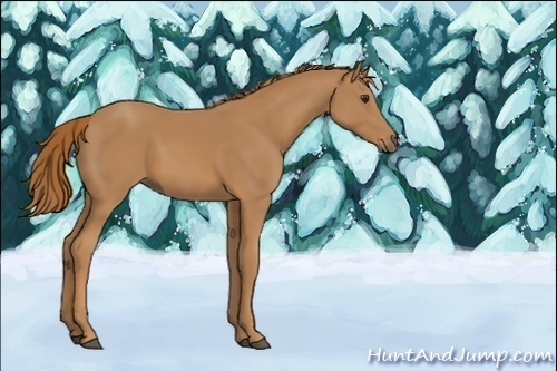 Horse Color:Unknown 