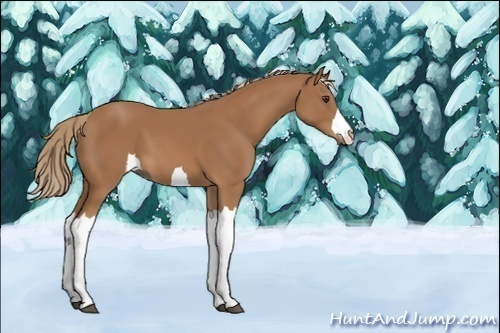 Horse Color:Unknown 