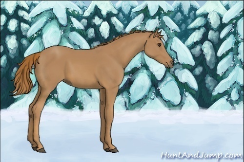 Horse Color:Unknown 