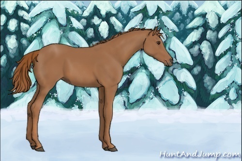 Horse Color:Unknown 