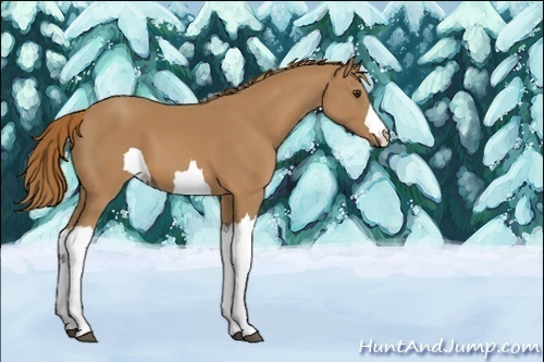 Horse Color:Unknown 