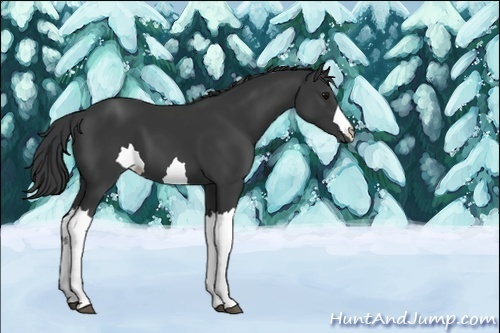 Horse Color:Unknown 