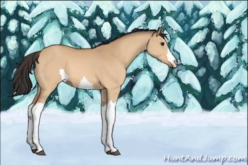 Horse Color:Unknown 