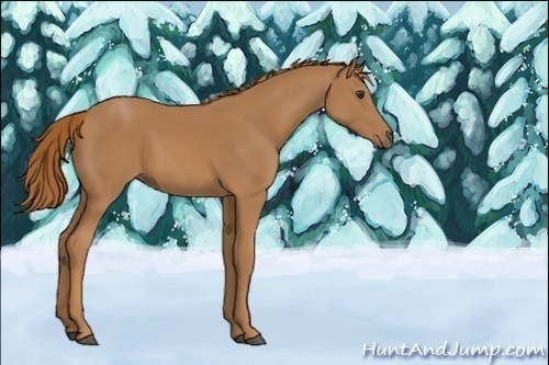 Horse Color:Unknown 