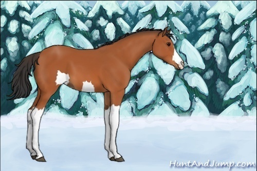 Horse Color:Unknown 