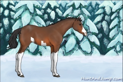 Horse Color:Unknown 