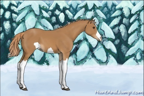 Horse Color:Unknown 