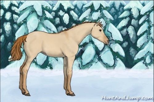 Horse Color:Unknown 