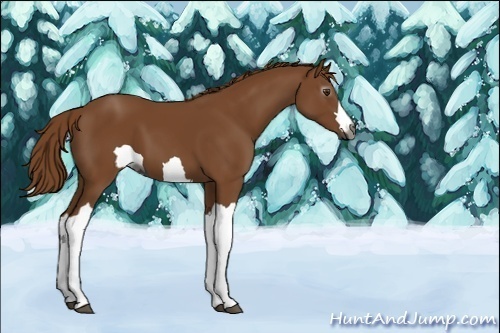 Horse Color:Unknown 
