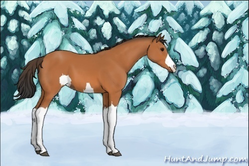 Horse Color:Unknown 