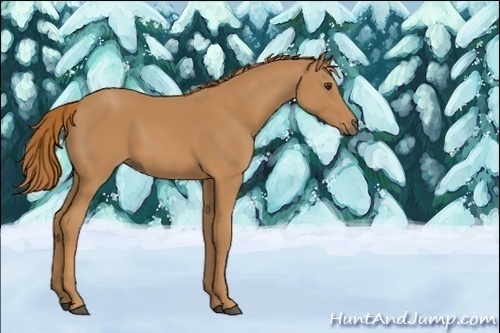 Horse Color:Unknown 