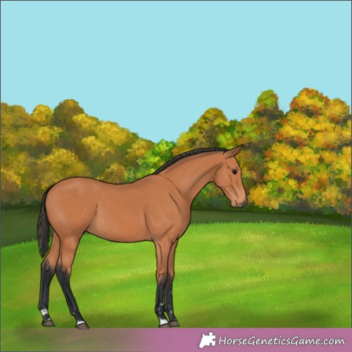Horse Color:Unknown 