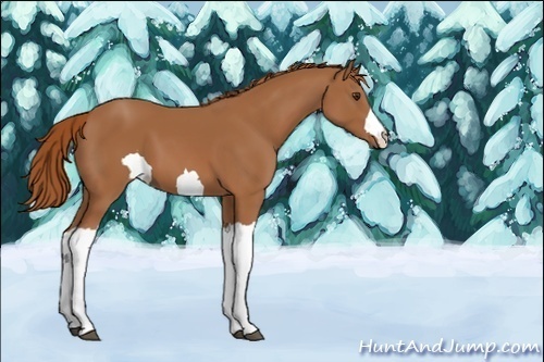 Horse Color:Unknown 