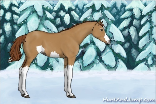 Horse Color:Unknown 