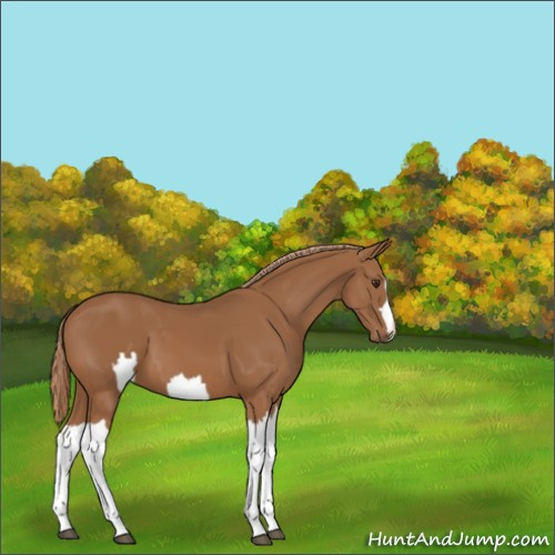 Horse Color:Unknown 